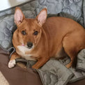 <strong>Perfect For Senior Dogs</strong>
